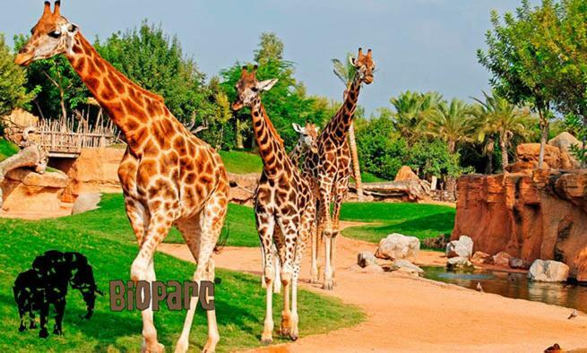 Bioparc Metro Valencia Daire Dış mekan fotoğraf