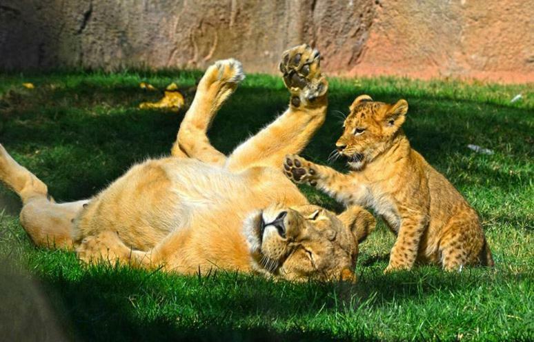 Bioparc Metro Valencia Daire Dış mekan fotoğraf